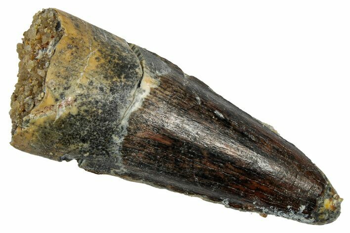 Fossil Spinosaurus Tooth - Real Dinosaur Tooth #345485